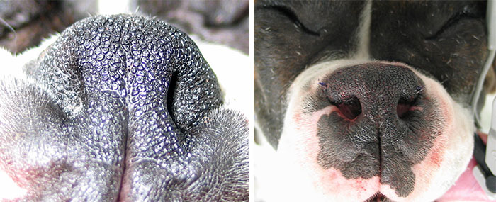 50% Of Short-Nosed Dogs Can’t Breathe Properly And Here’s How To Fix It