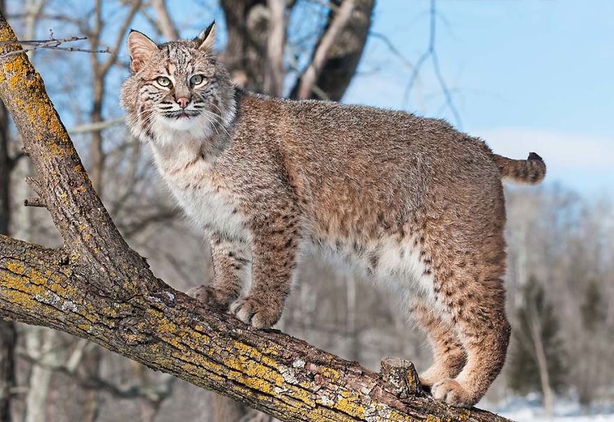 Help Prevent Bobcat Trapping!