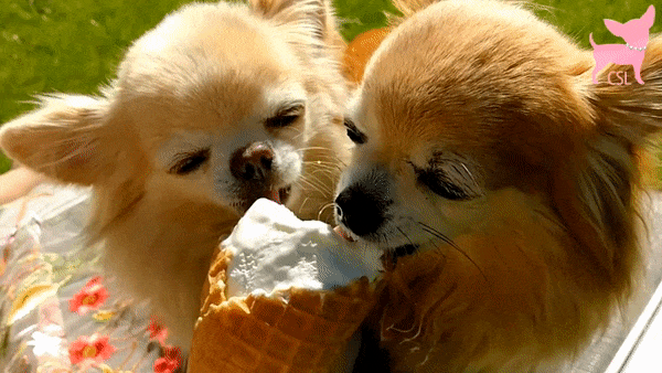 12 Super Cute Dogs Enjoying Ice Cream That Will Melt Your Heart 12 Super Cute Dogs Enjoying Ice Cream That Will Melt Your Heart