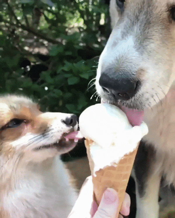 12 Super Cute Dogs Enjoying Ice Cream That Will Melt Your Heart 12 Super Cute Dogs Enjoying Ice Cream That Will Melt Your Heart