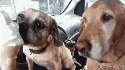 12 Super Cute Dogs Enjoying Ice Cream That Will Melt Your Heart 12 Super Cute Dogs Enjoying Ice Cream That Will Melt Your Heart
