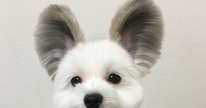 fluffy dog with big ears