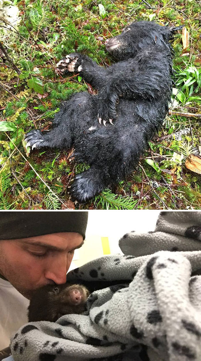 This Guy Risked Jail Time To Rescue A Dying Baby Bear He Found On A Hike