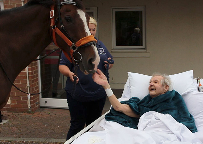 Nurses Granted The Final Wish Of A Dying Man To Feed A Horse One Last Time