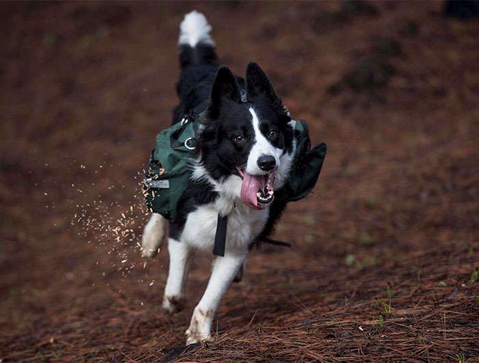 Three Border Collies Have Been Trained To Run Around A Chilean Forest Devastated By Wildfire While Wearing Special Backpacks That Release Native Plant Seeds
