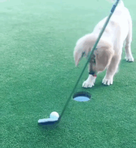 It's Always A Hole In One When You Have A Puppy To Help!