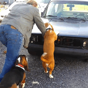 Good Doggos Helping Move The Car