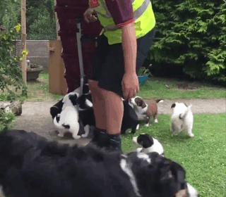 Adorable Puppies Make It Nearly Impossible For This Grocery Delivery Person To Do His Job