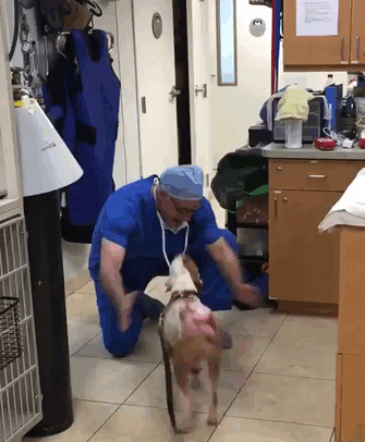 Dog Who Suffered Severe Burns Finally Meets The Vet That Saved Him!