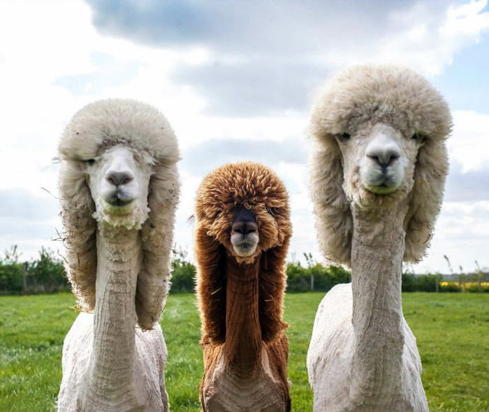 These Shaved Alpacas Know They Have The Most Fabulous Hair Styles And They Are Not Afraid To Show It
