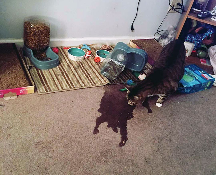 Dumping Your Entire Container Of Water All Over The Floor Is The Cool Thing To Do