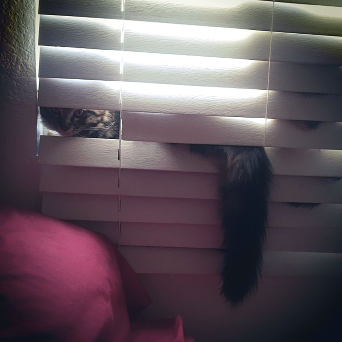 My Jerk Cats Broke My Daughter's Blinds Just To Watch The Sunrise