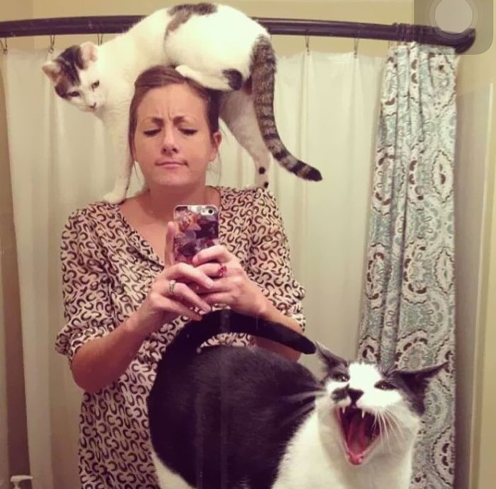 Trying To Take A Selfie With Your Cats