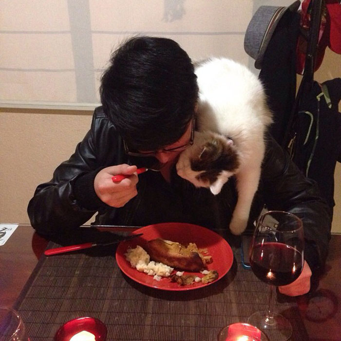 Dinner With Your Cats