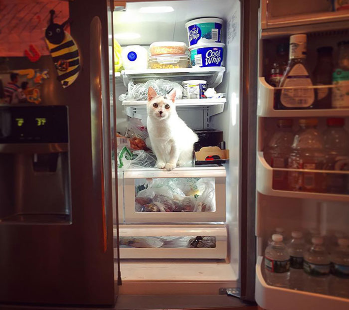 Spaghetti Was Just Eyeing-Up The Fridge With Determination That I Haven’t Seen Since That Time Last Spring When She Actually Jumped In