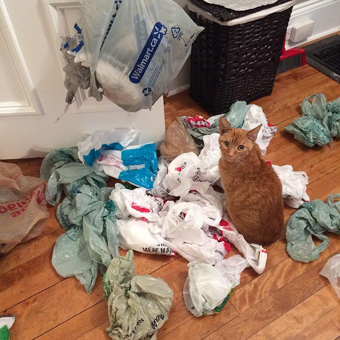 “I Don’t Know - I Just Walked In And There Were Bags, Like, Everywhere. Probably An Explosion”