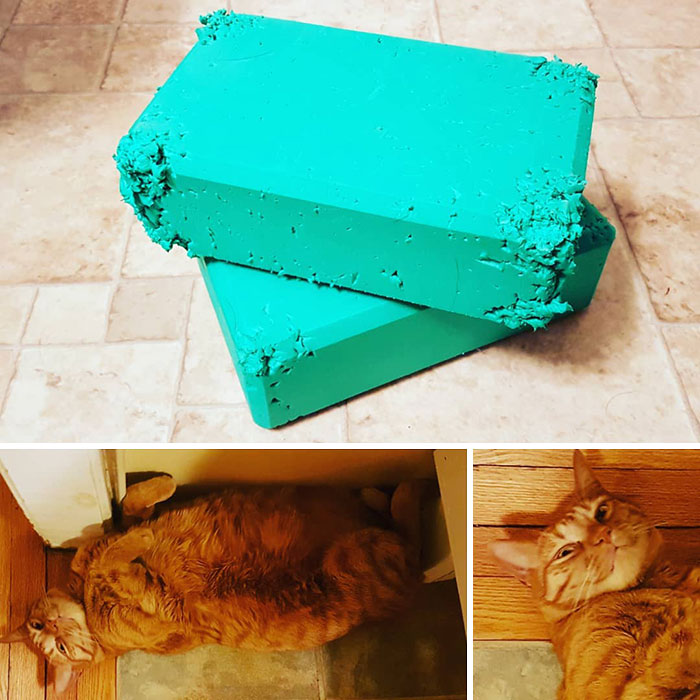 When I Woke Up This Morning I Found My New Yoga Blocks Like This And Found A Smirking Orange Tabby With Green Foam In His Nails