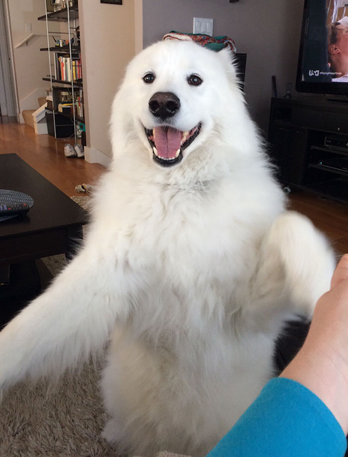 When Samoyeds Stand On Their Hind Legs They Basically Turn Into Friendly Yetis