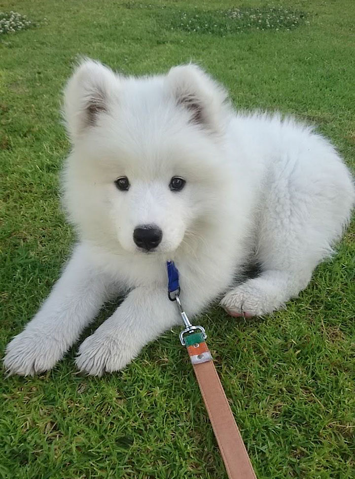 I Love This Little Guy So Much Already! Meet Nimbus, My 10-Week-Old Samoyed Pup