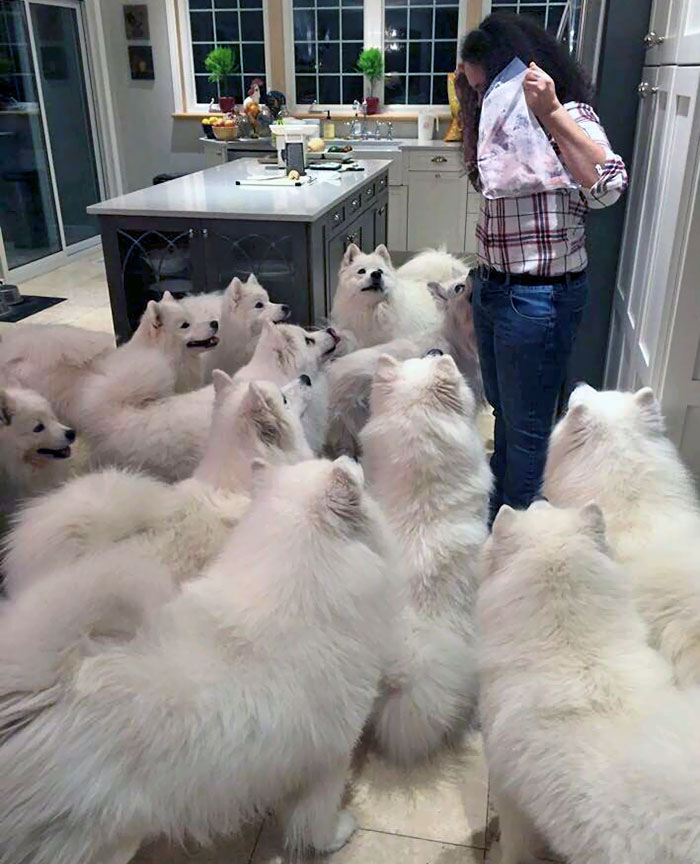 Dog Heaven. Samoyed Overload