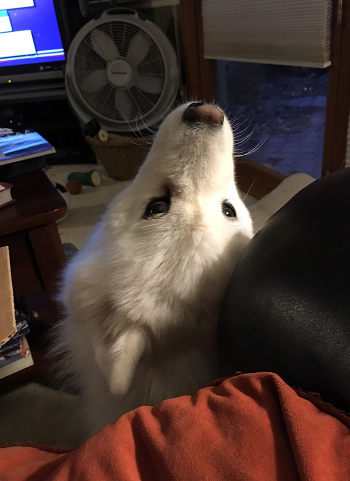 My Samoyed Thinks If She's Not Facing Me When I'm Eating, She's Not Being Rude (She Knows Begging Isn't Allowed). This Is Her Compromise