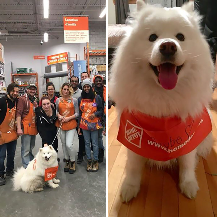 My Dog Ran Away And Wandered Into The Local Home Depot. This Is What I Arrived To When I Picked Her Up