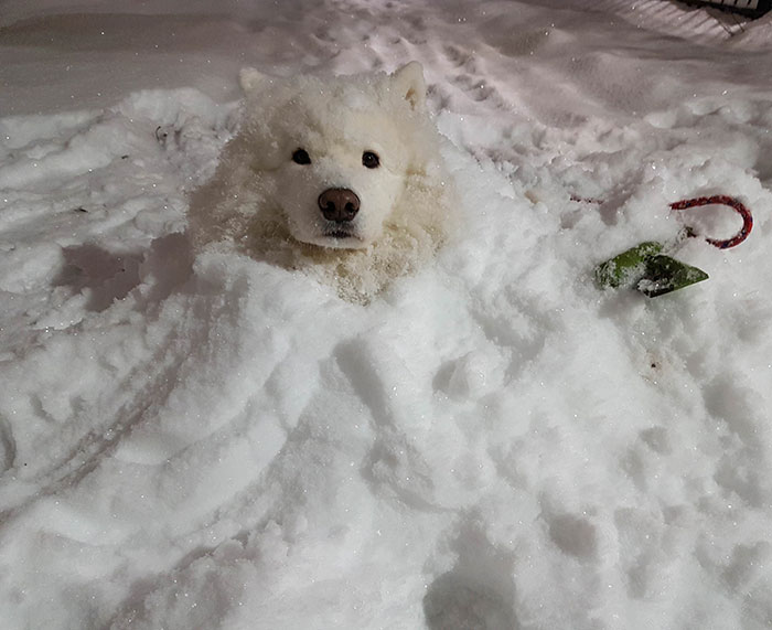 Finnegan Has Become One With The Snow
