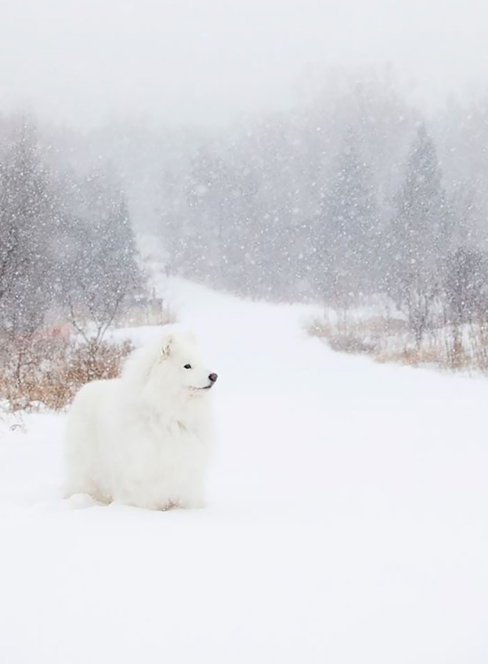 Samoyed In A Blizzard
