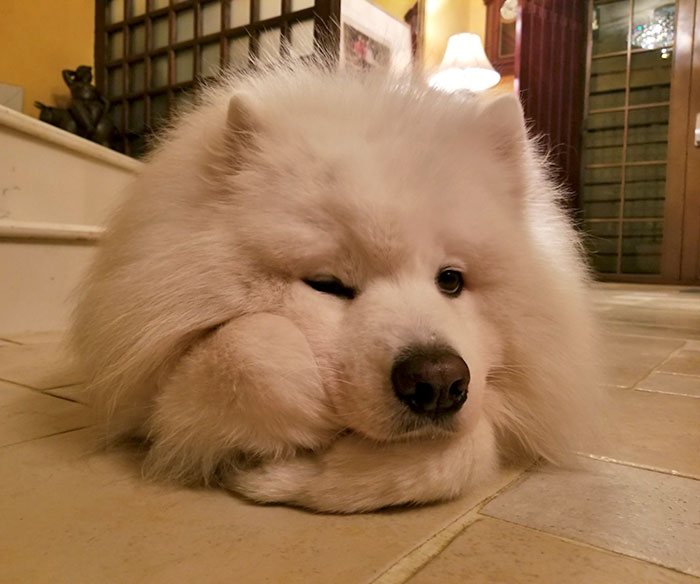 My Samoyed Likes To Prop His Head Up Like A Human