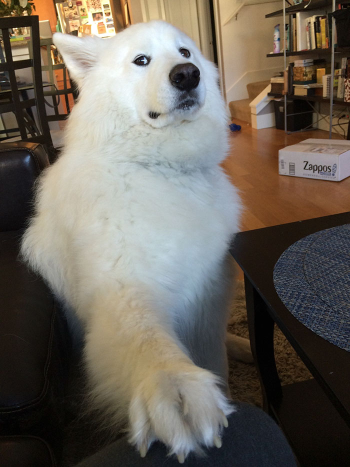 Skookum Sees What You’re Up To And Is Very Disappointed