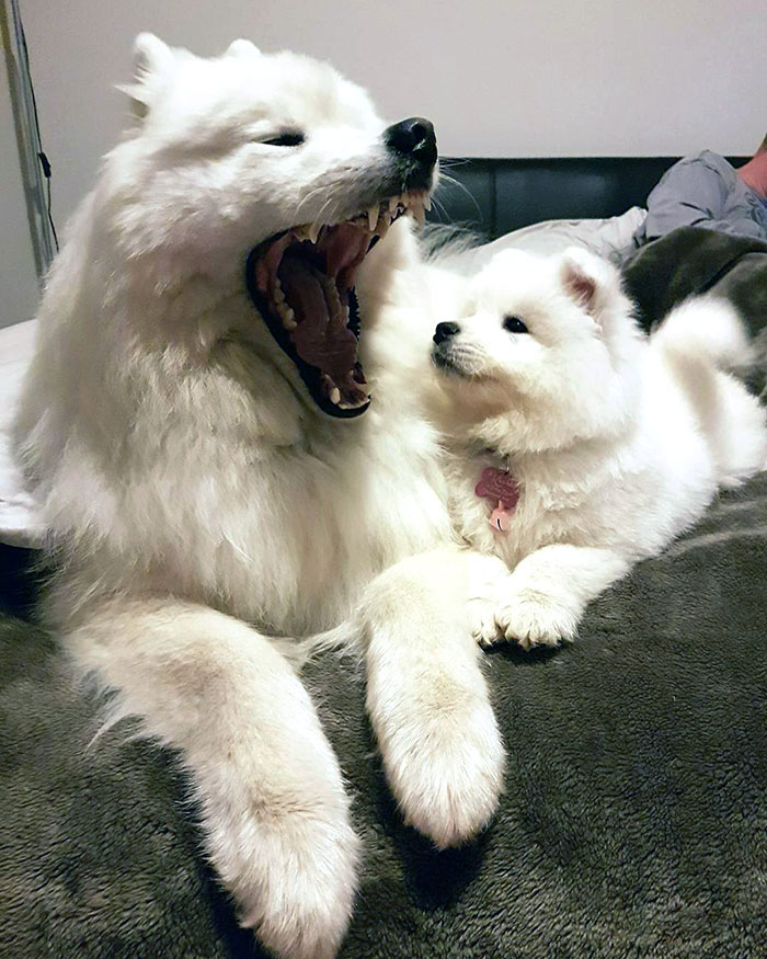 When Your Brother Is Showing Off His Big Teeth, But You Ain't Scared