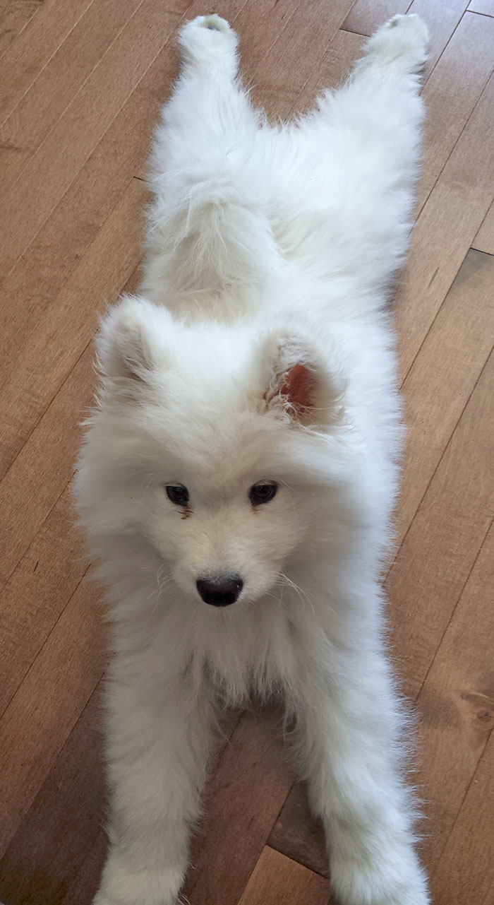 Meet Skye The Baby Samoyed, Who Loves Keeping Cool