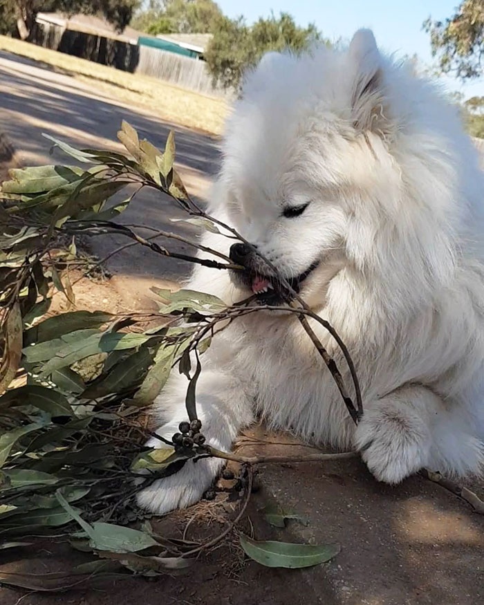 Derp Dog Who Just Really Loves Leaves