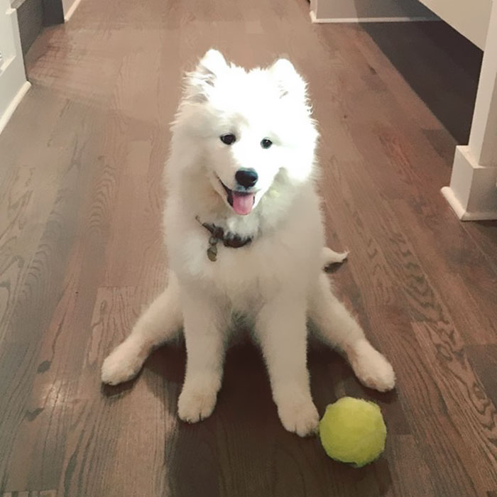 If These 302 Samoyed Photos Don T Make You Smile Nothing Will Bored Panda - derp puppy roblox