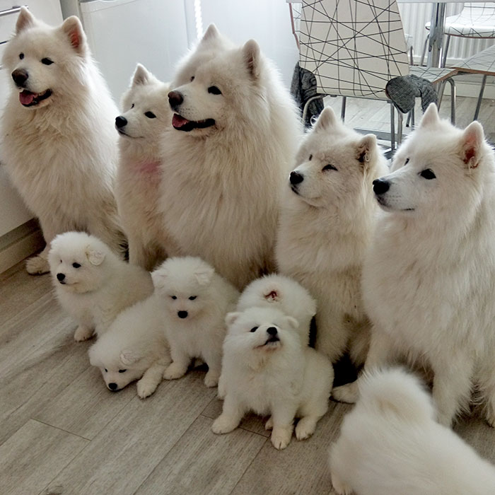 Samoyeds, And One Of Them Is Coming To Our Home Next Week