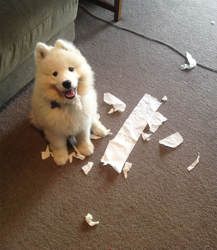 Came Home To My Samoyed Puppy Kairo Looking Extremely Proud Of What He’d Done. The Toilet Paper Hanging From His Mouth Was The Giveaway!