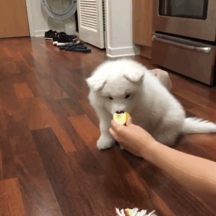Puppy Vs Lemon. The Lemon Won