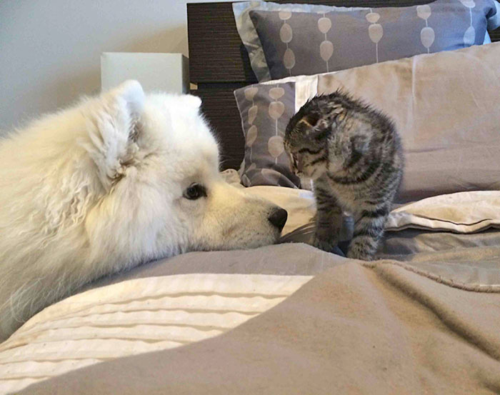 My Samoyed Meeting My Scottish Fold X Kitten For The First Time