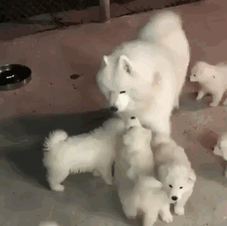 Papa Dog Meets His Puppies For The First Time