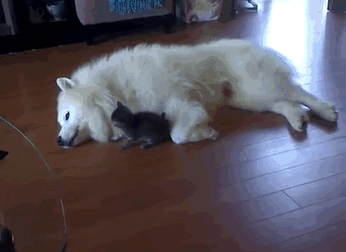 Little Kitten Playing With His Samoyed