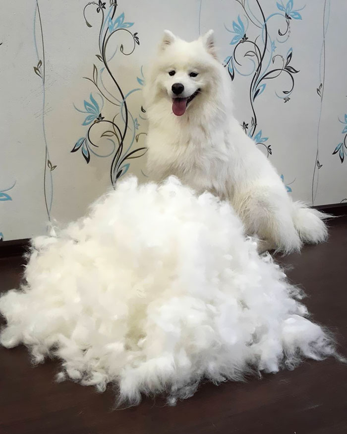 One Of The Things You Need To Know Before Having A Samoyed