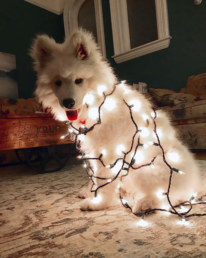 Look! I’m A Christmas Tree
