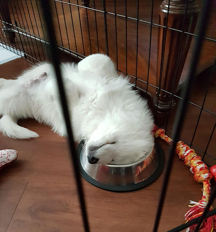 Our Pup Is Obsessed With The Bowl. He Stands In It, Pulls The Water Out, Yanks The Towel From Underneath It Out, Sleeps With A Limb In It, Head On It. I'm So Glad I Was Able To Capture The Moment