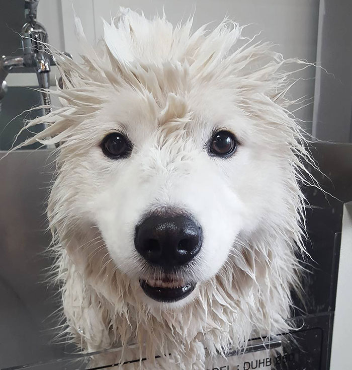 Samoyed After Bath