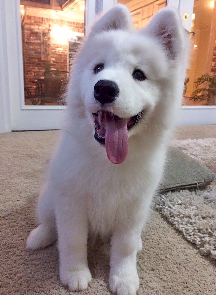 Flora, My Samoyed, Is A Therapy Dog In Training