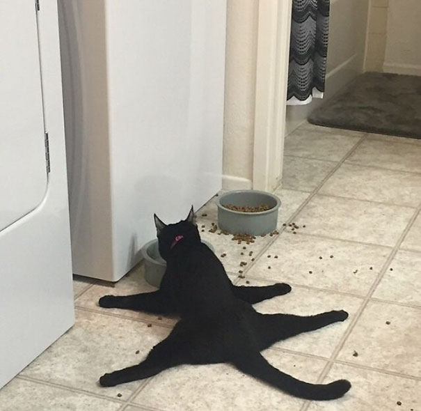 This Is My Friend's Cat Eating Dinner