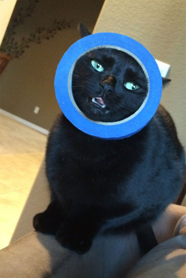So My Cat Got Her Head Stuck In A Roll Of Tape