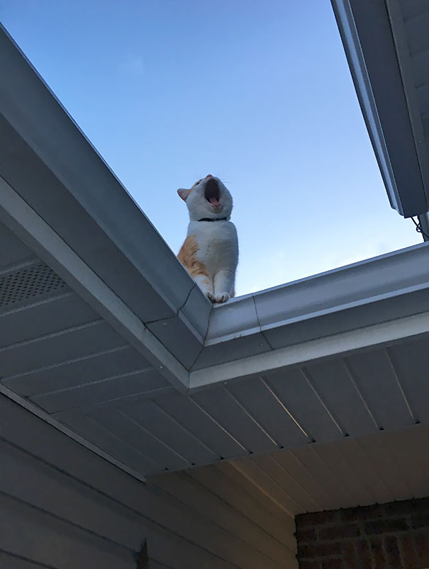 This Is Archie. His Hobbies Include: Catching Mice, Drinking Milk, And Getting Trapped On The Roof