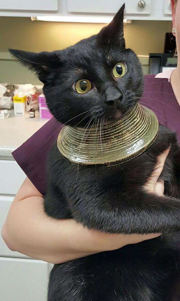 My Friend's Cat Got Its Head Stuck In A Vase, Freaked Out, Broke The Vase, And Was Left With This