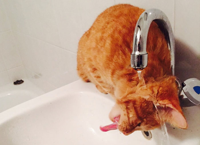 90 Idiot Cats That Will Make You Laugh Out Loud